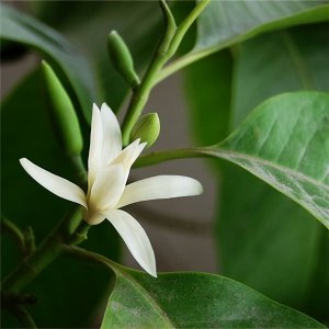 白蘭花好養(yǎng)嗎 白蘭花好養(yǎng)嗎？
養(yǎng)白蘭花容易嗎？